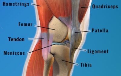 Anatomy of the Knee